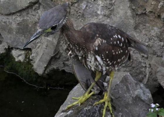 海南虎斑鳽图片