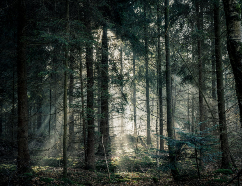 带你领略一组森林的照片,你最喜欢哪一张呢?森林很荒凉.