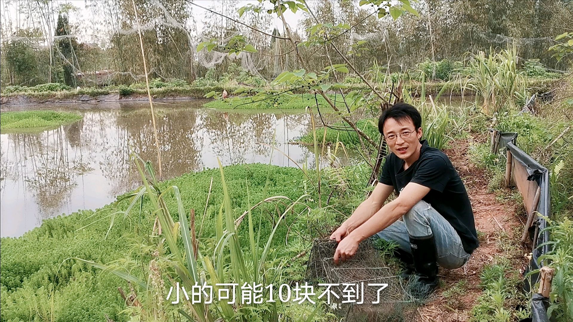 捕小龙虾地笼全上岸了,价格下降的厉害,晒地笼