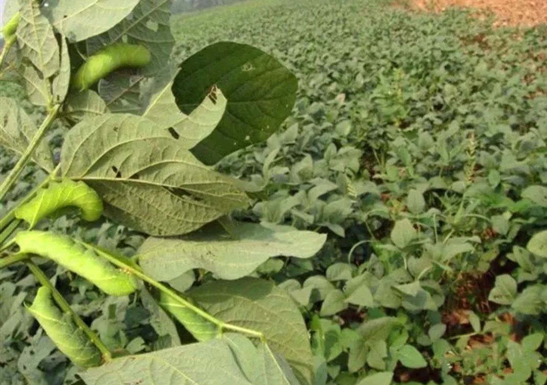 豆虫还有18种氨基酸,属于完全蛋白质,是人类理想的蛋白质资源.