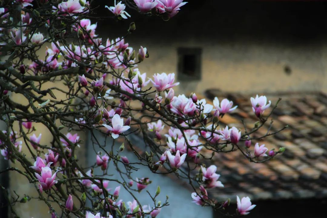 辛夷花开:林是旃檀,更无杂树;花惟薝卜,不嗅余香