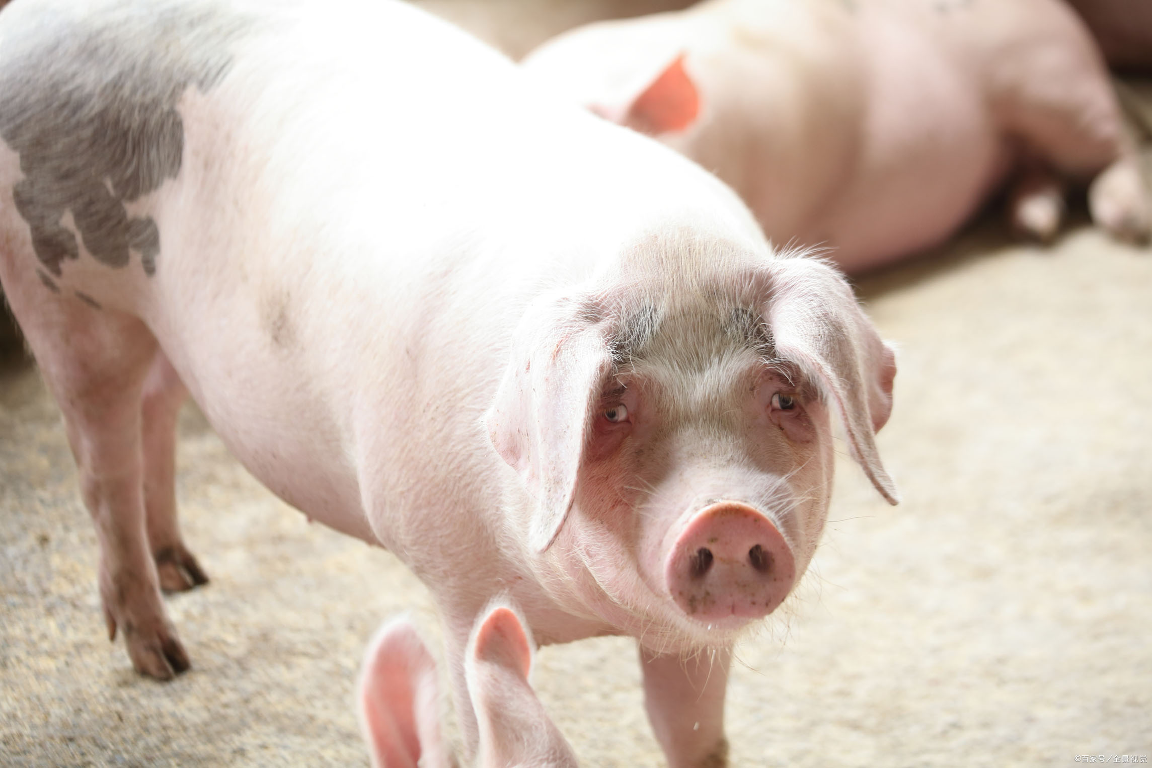 黑猪仔和白猪仔市场价 - 2020年最新商品信息聚合专区 - 百度爱采购