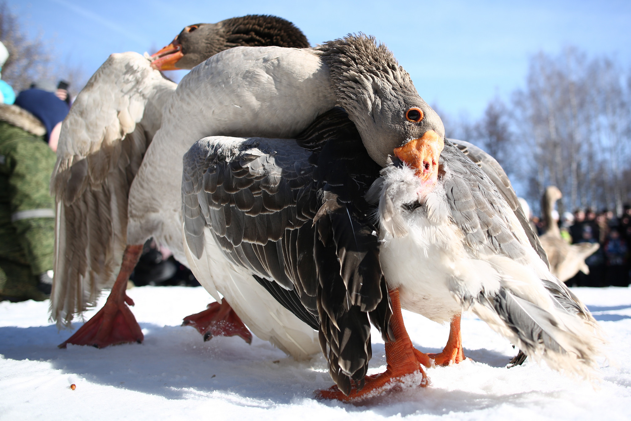 "俄罗斯举办传统斗鹅赛  大鹅"引颈以待"斗志高"