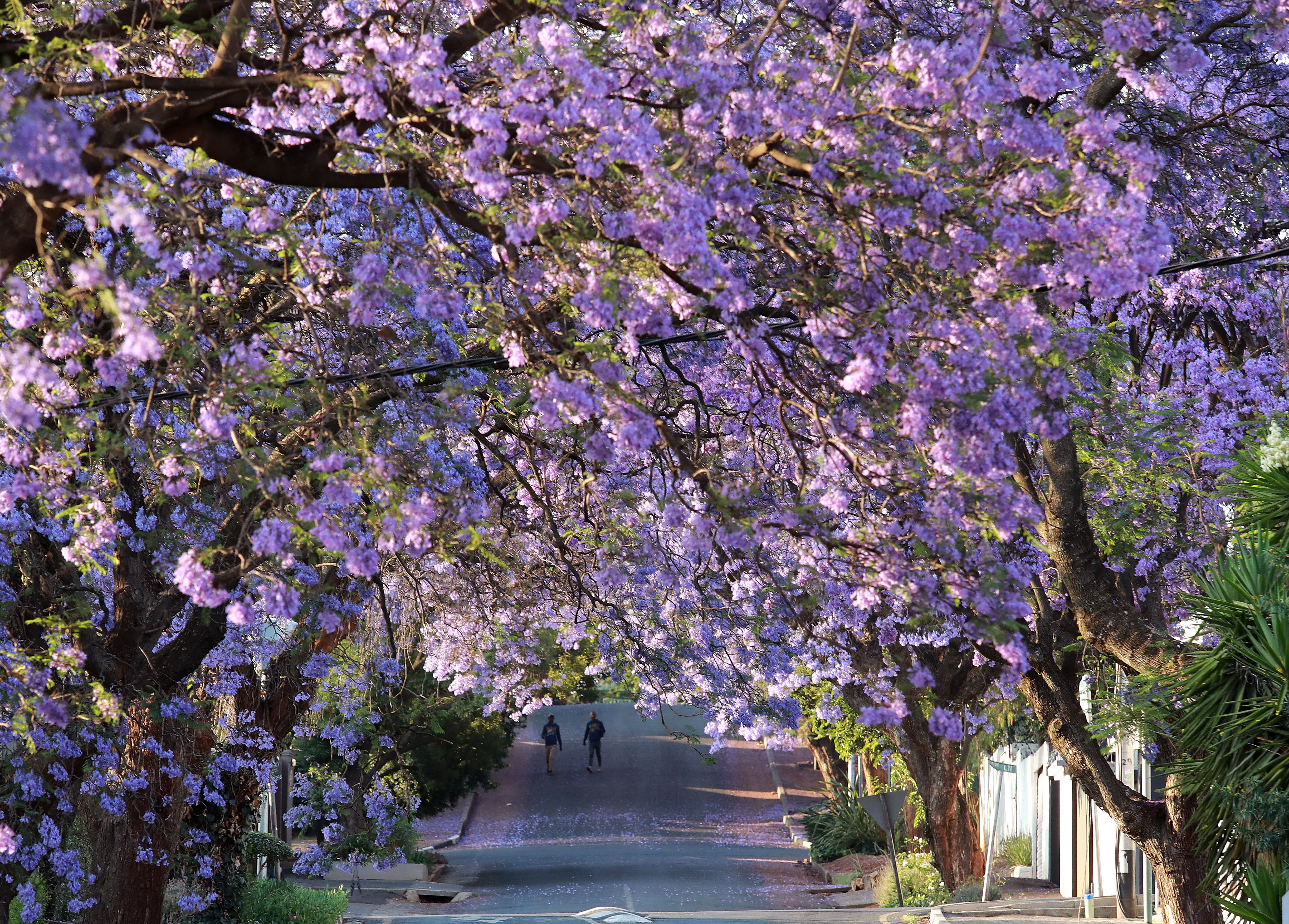 南非蓝花楹盛放