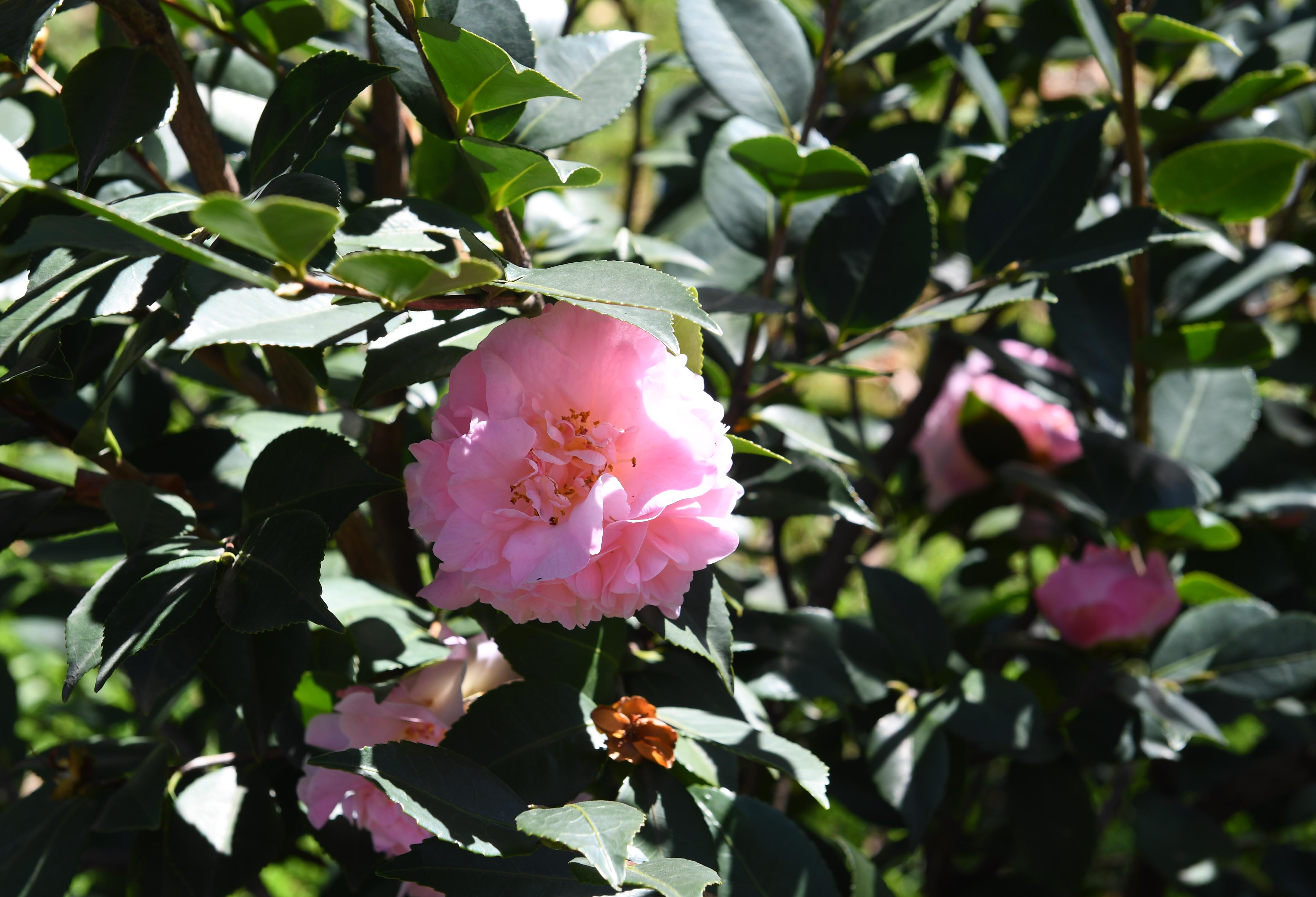 昆明冬季鲜花盛开