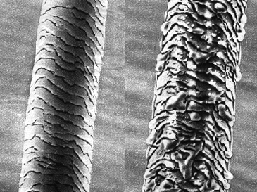 显微镜下的马尾毛
