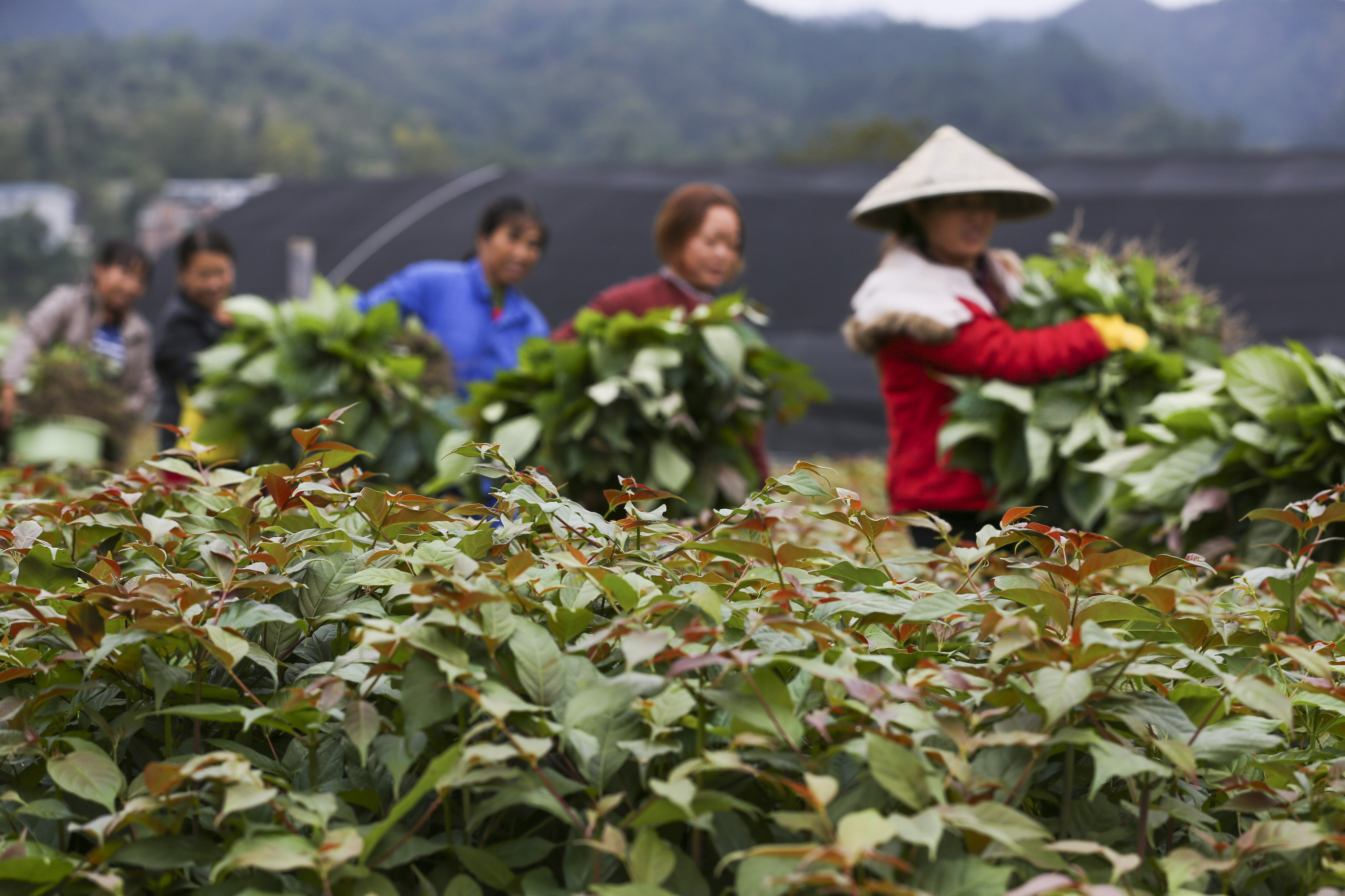 贵州剑河:钩藤育苗忙