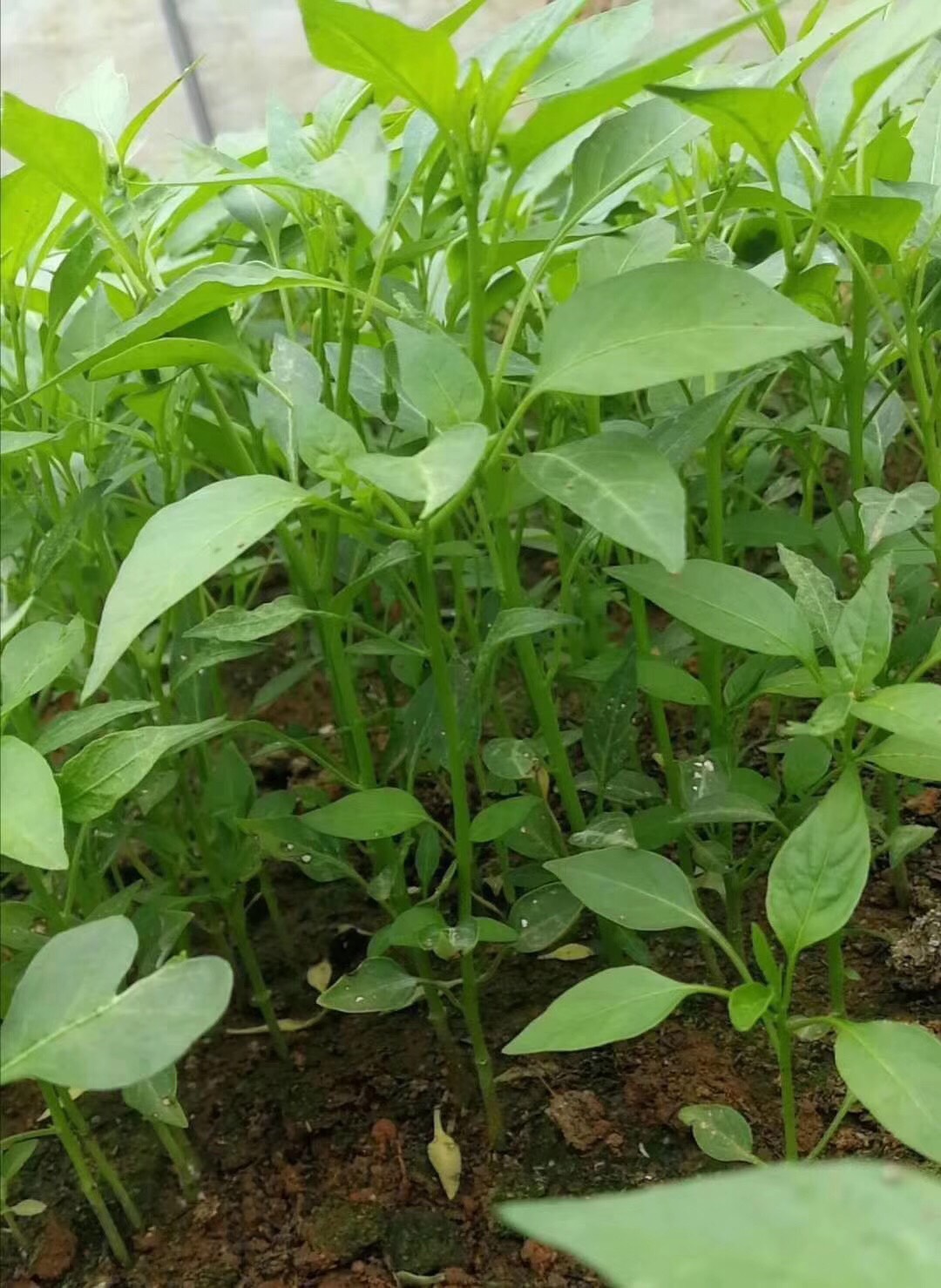 在辣椒生長的過程中把每一顆辣椒用棍子插在辣椒苗下面的土裡面,把