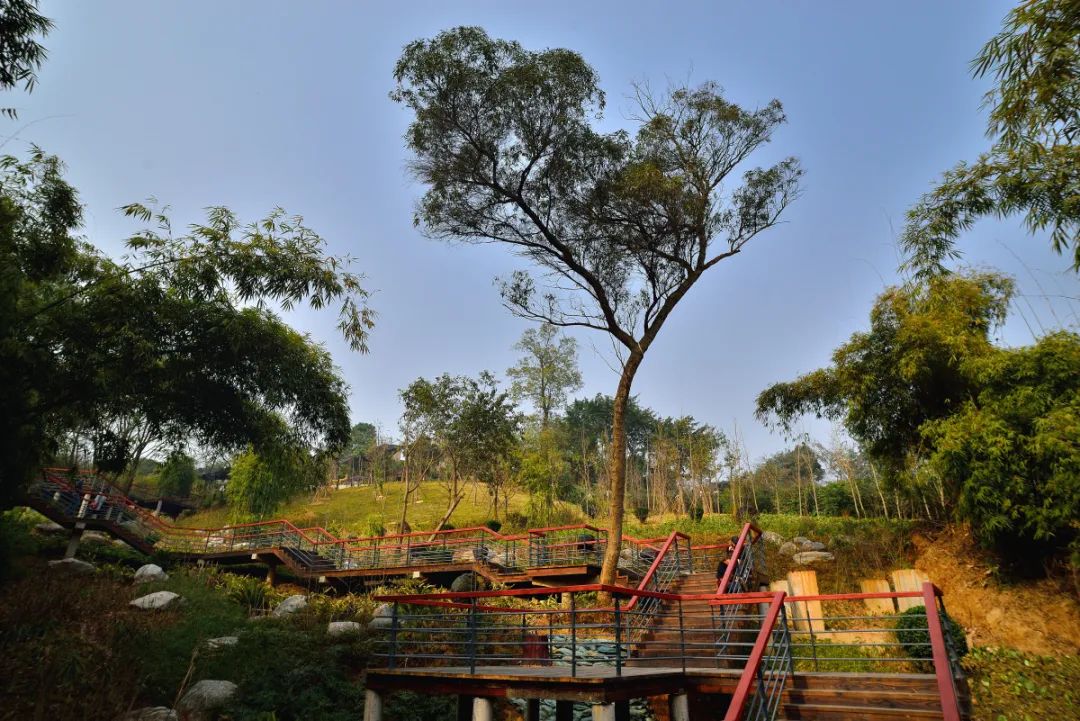 好消息!自贡盐都植物园已开放!