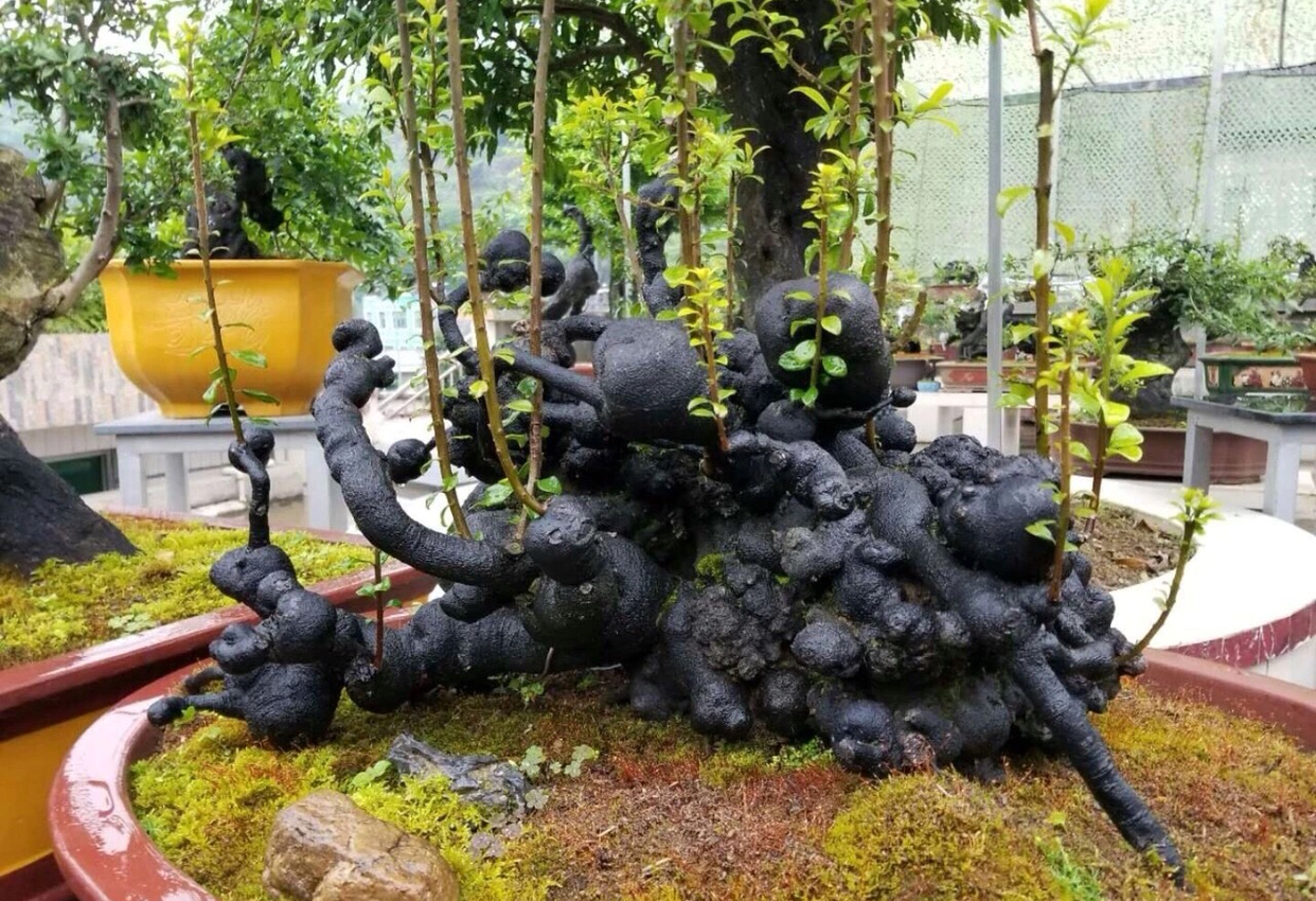 金弹子怪桩之佛头形,大自然的造物我们只能叹为观止.