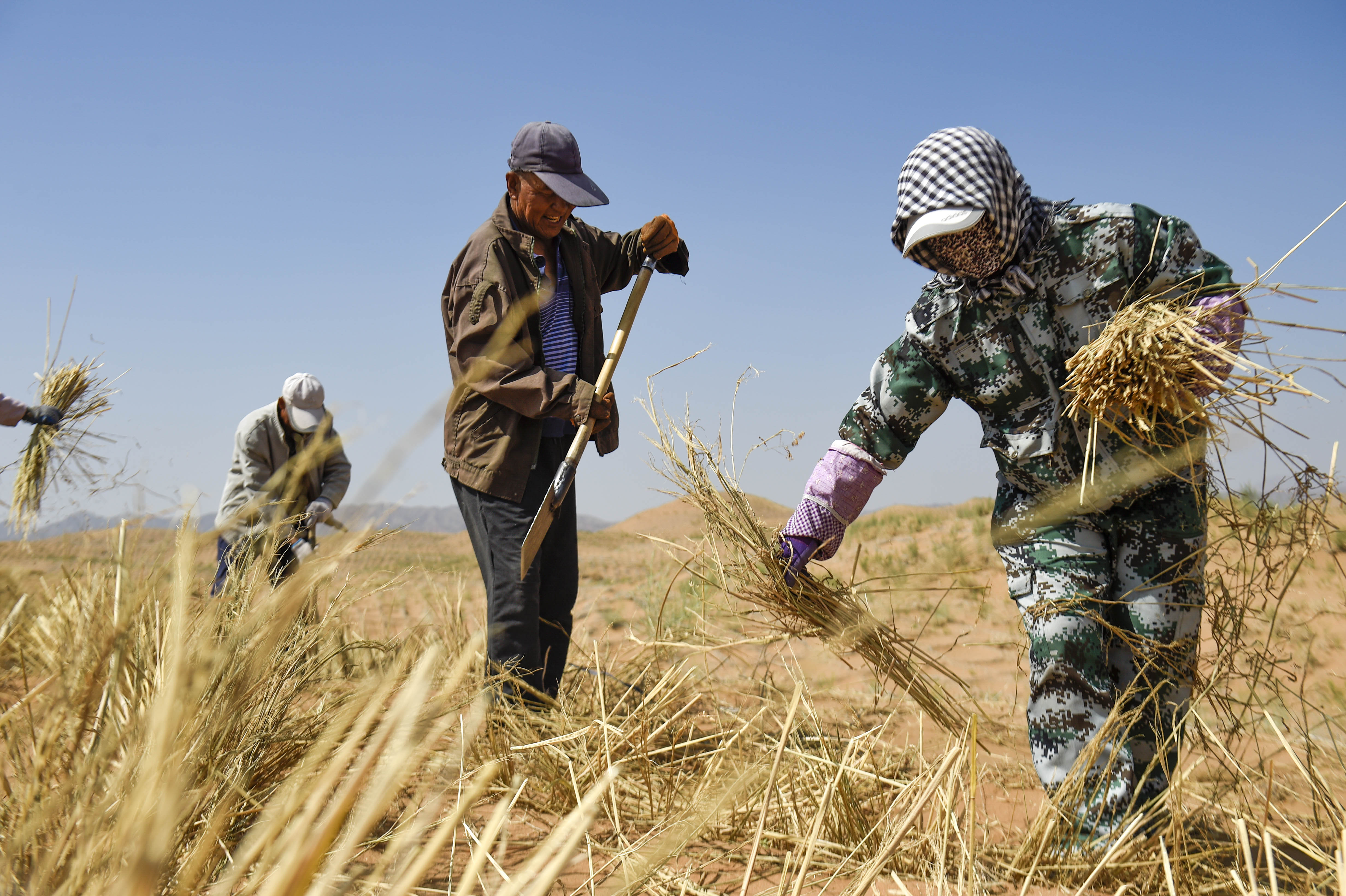 宁夏中卫:草方格扎出的沙漠绿意(2)