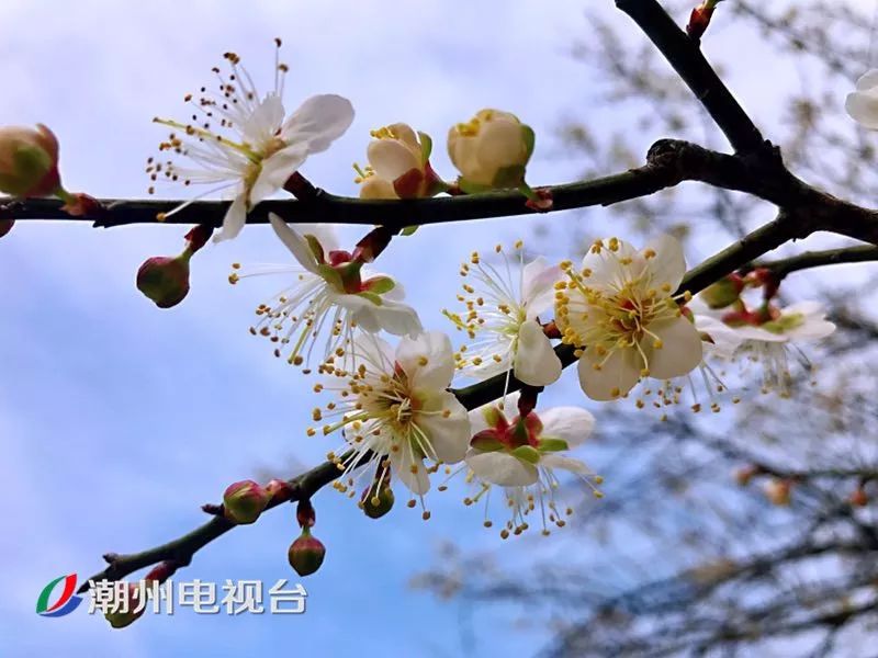 潮州饶平梅花迎来最美花期,周末赏花走起