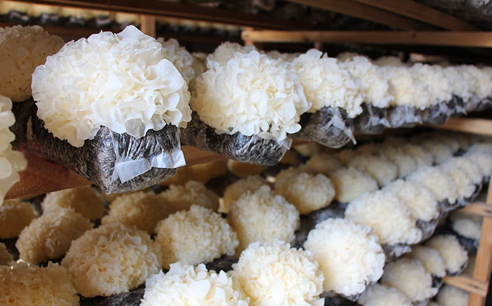 银耳蘑菇要当心  不论是野生的还是人工栽培的银耳,蘑菇等,都容易残留