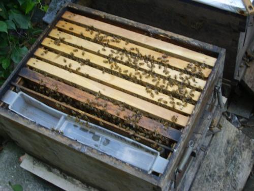 篇17：合并蜂群有诀窍，科学养蜂更靠谱！