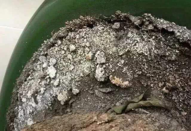 养花盆土泛白就是碱化了?可别乱来,小心"折腾"死整盆花