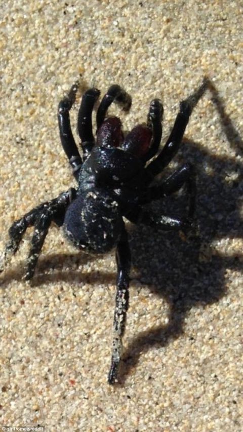 现在不仅仅是鲨鱼了,致命的蜘蛛在出现在澳大利亚海滩上