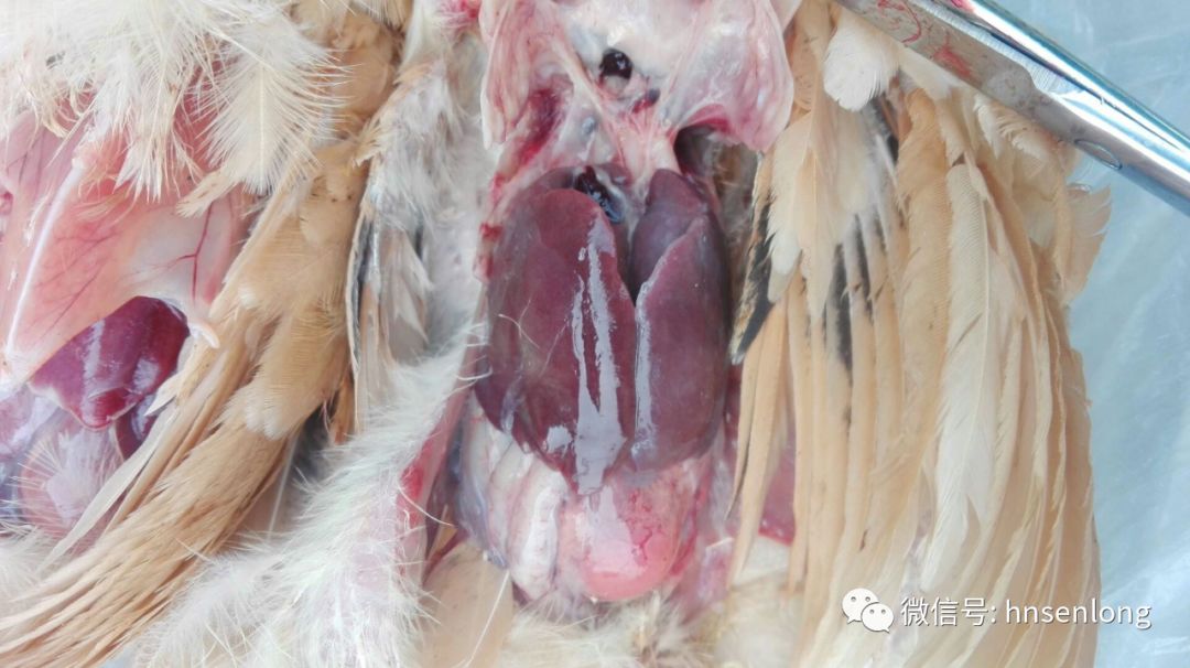 无抗新品三黄翁口服液