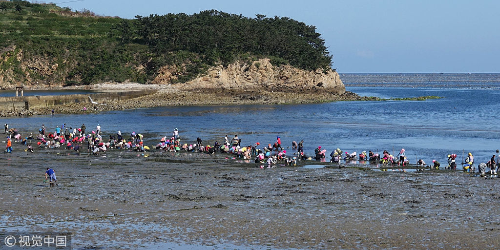 赶海不再难!大连广鹿岛镇还海于民