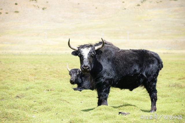 牦牛和普通牛相像,但是有很多独特的特征,高大威猛,算得上是牛中的