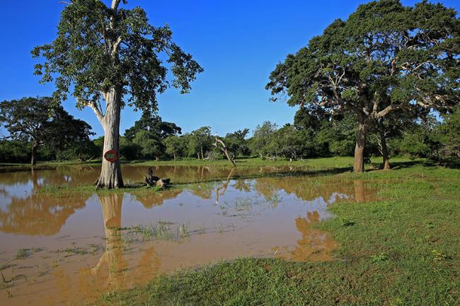 斯里蘭卡東南部海岸有座雅拉公園,你去過嗎?