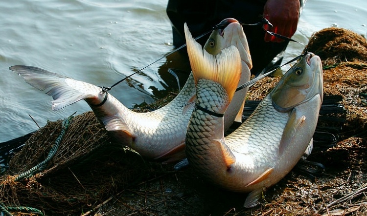 长丝弓鱼知识科普,教你轻松识别长丝弓鱼