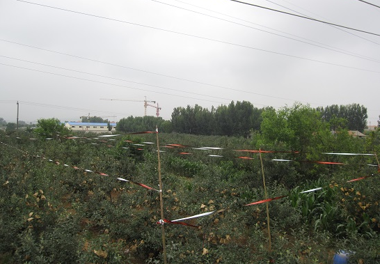 果园如何防鸟偷果吃?果园驱鸟有妙招,几个方法告诉你!