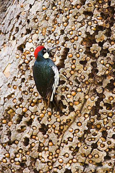 最喜欢存粮食的鸟,为储存食物吧树啄成"蜂窝",密集恐惧症慎入
