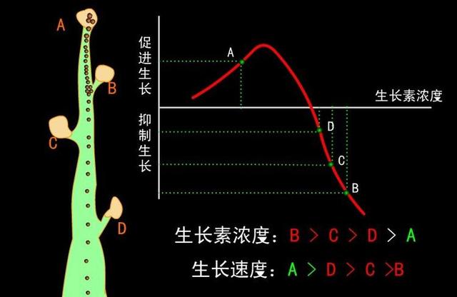 了解"摘心,抹芽"目的,盆景造型养护不要进入"修剪"误区!