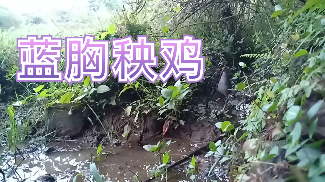 蓝胸秧鸡 秧鸡 斑胸田鸡