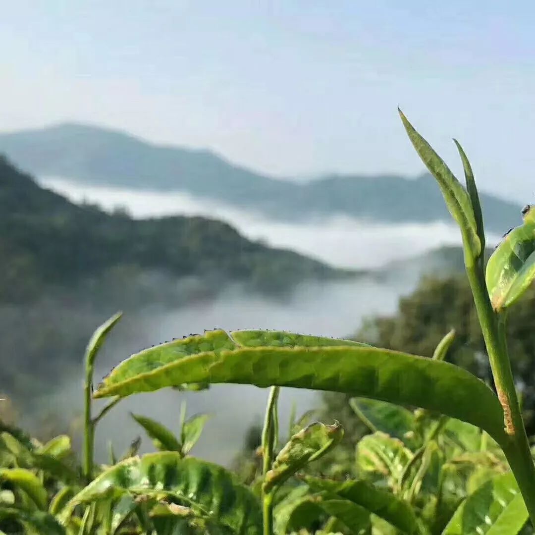 細品景邁山古樹茶