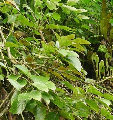 肾子藤知识科普,这些不能错过,应该让更多人知道!