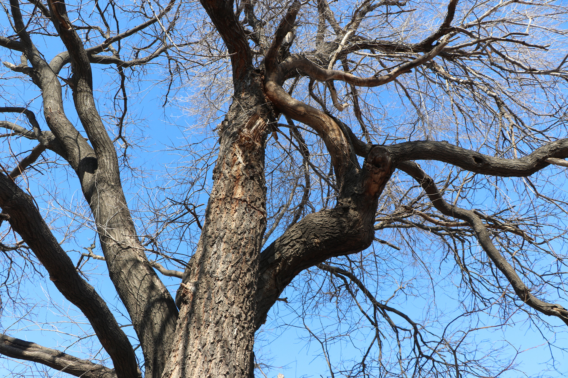 组图:烟台栖霞这个村里有一道奇景,名叫"槐抱榆"