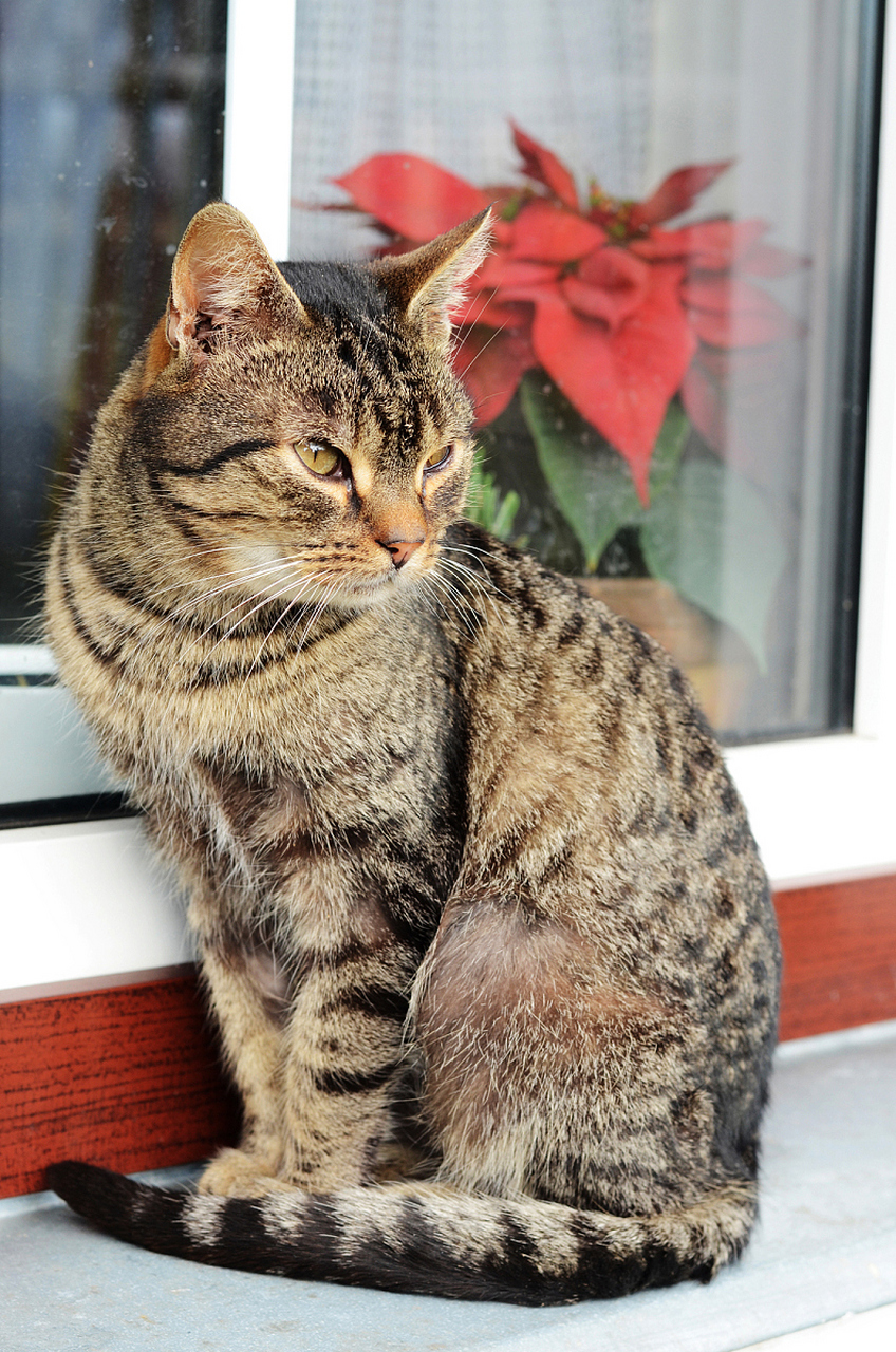 狸花猫,中国猫界扛把子!