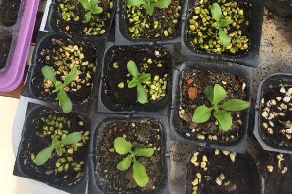 蓝目菊扦插最好的时机是在春天,这时候扦插能够快速的生根发芽,成活率