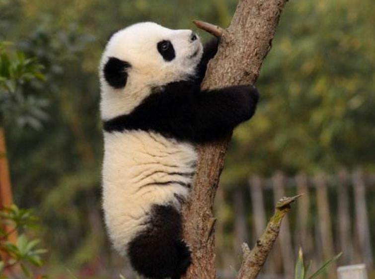 大熊猫爬树表演,树下游客惊叫连连,直言:灵活的小胖子