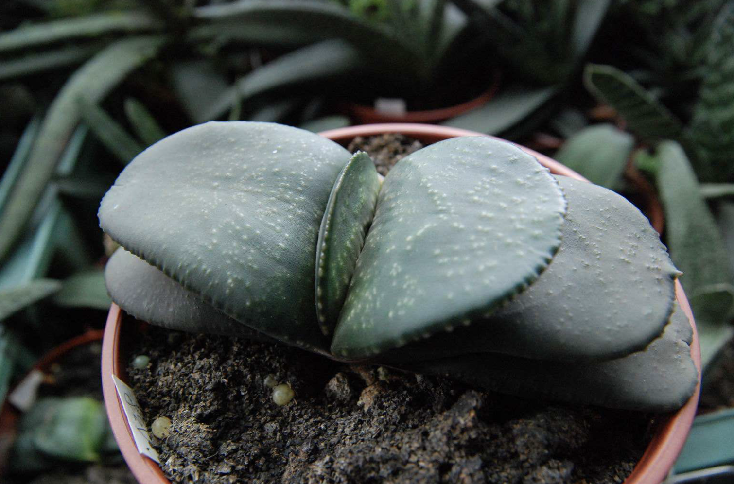 卧牛系多肉植物,叶片两列紧密叠生,比较肥厚,有点像牛舌