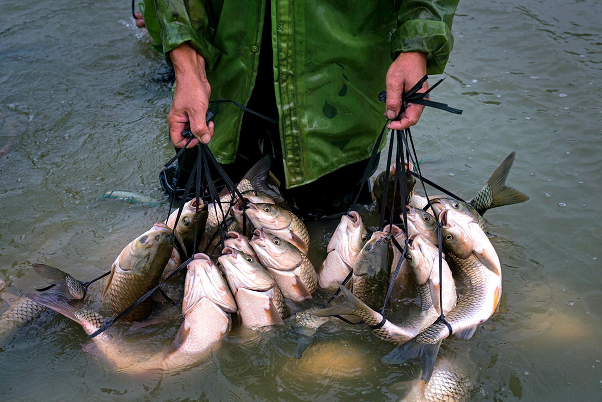 贡山弓鱼图片