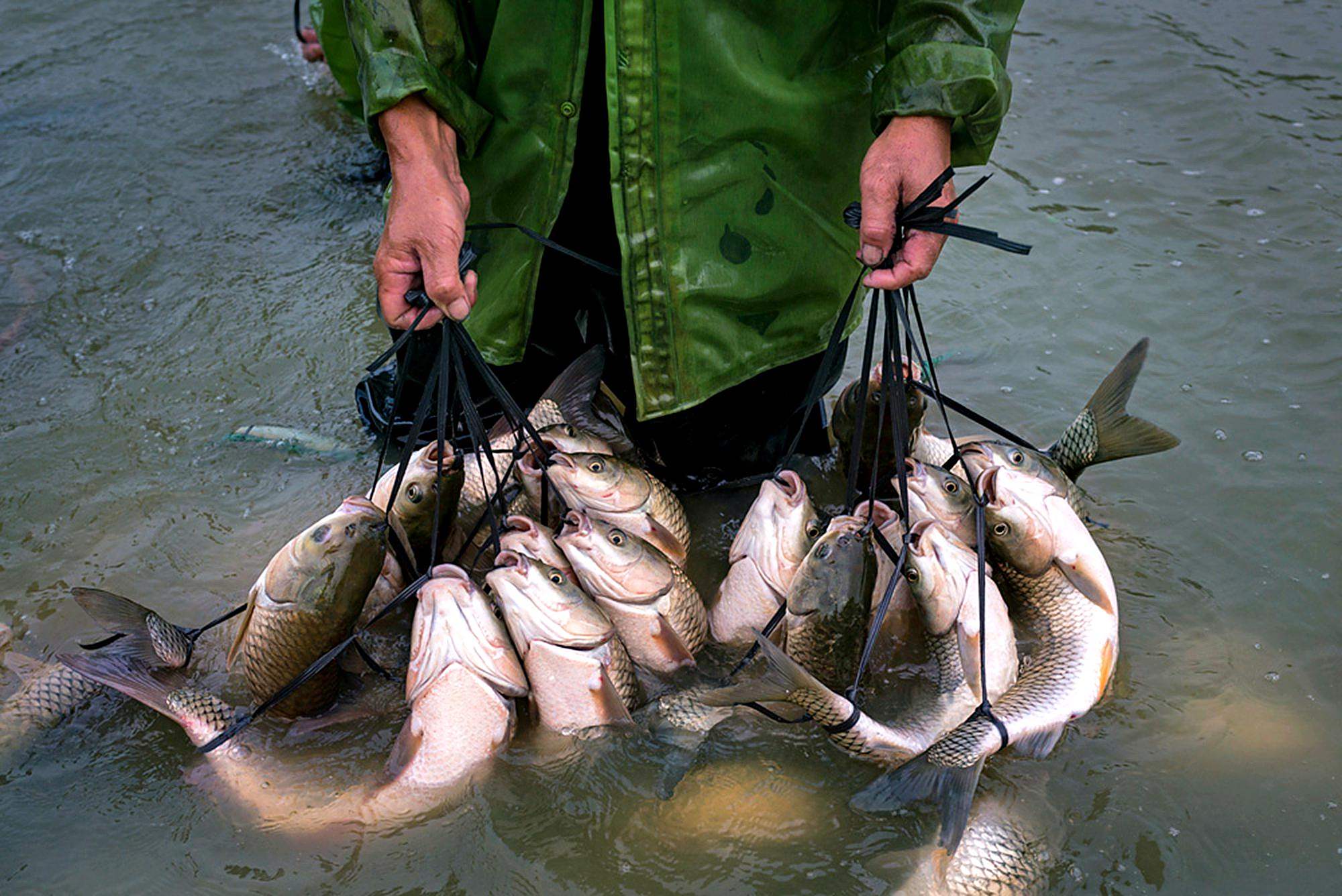 民间秘术"弓鱼",鱼离开水一天不死,网友:你确定不是在开挂?