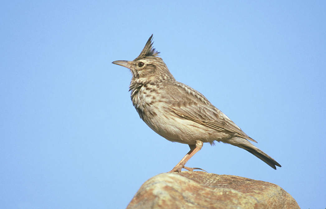 百灵鸟的挑选,我们要如何挑选一只具有美丽叫声的百灵鸟