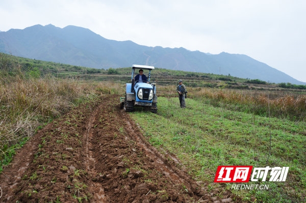 山东菊芋种植加工基地图片