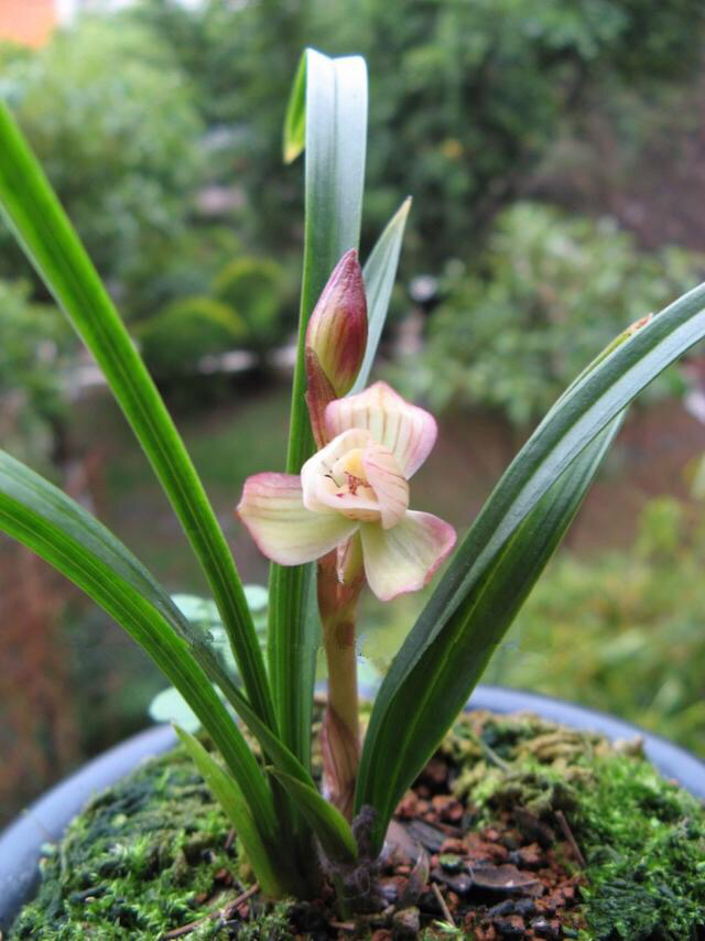 兰花被誉为天下第一香,今天给大家欣赏的图中的这些兰花都是名品,它们