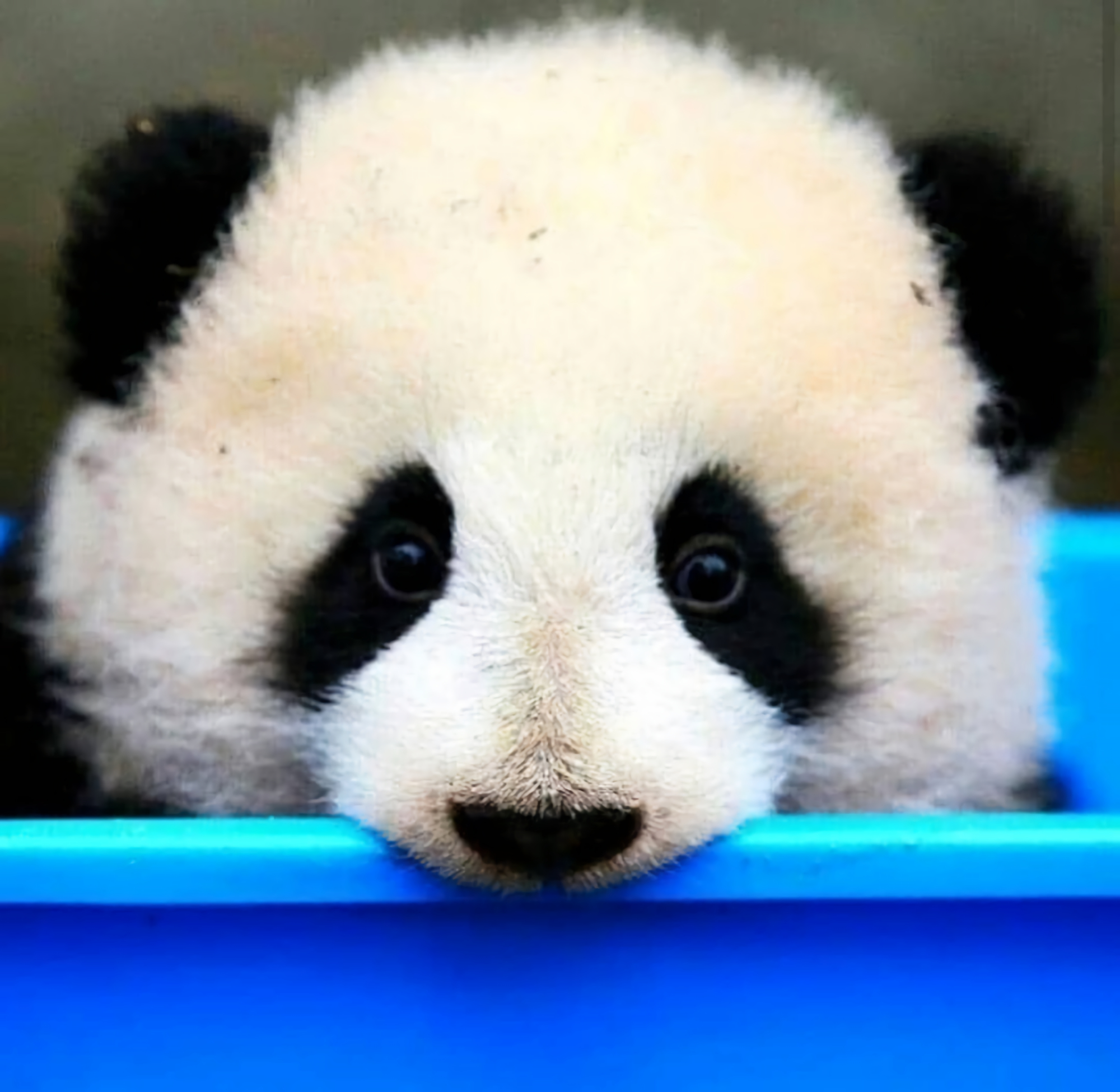 看看熊猫崽崽就可以,千万不要学它懒洋洋