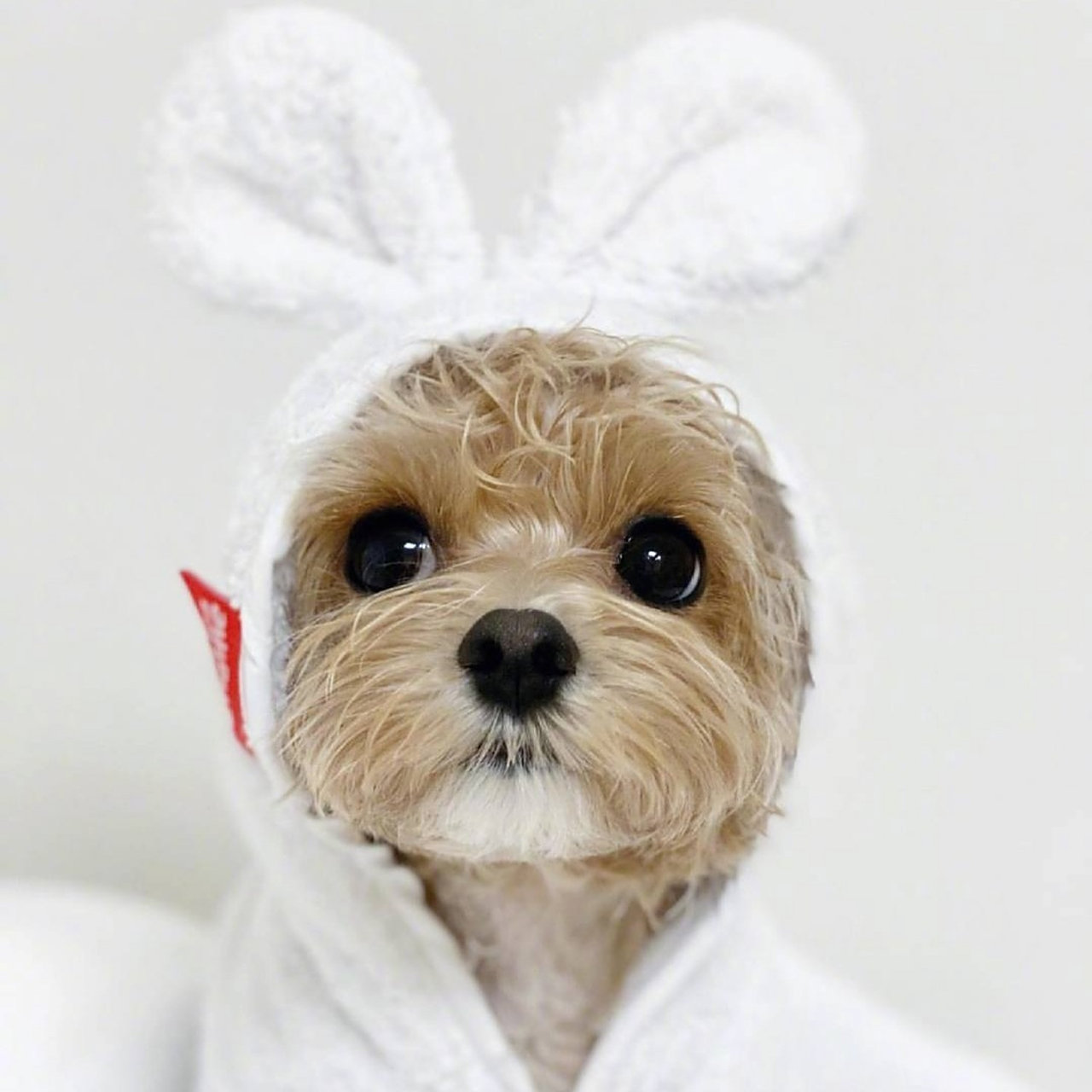 可爱的大眼仔狗狗,大眼仔som是马尔济斯和贵宾的混血宝宝,一双亮晶晶