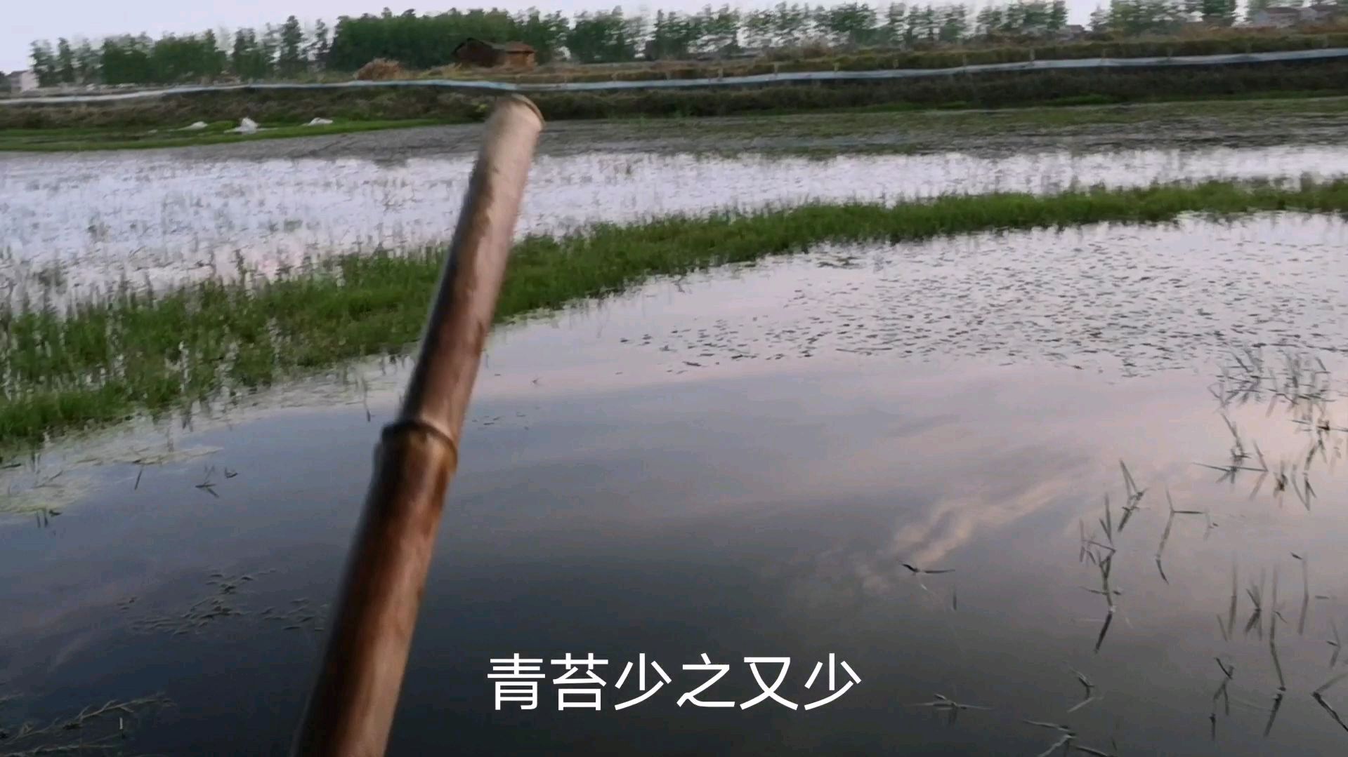 喂虾不是乱来的,虾子养的好是有技术的