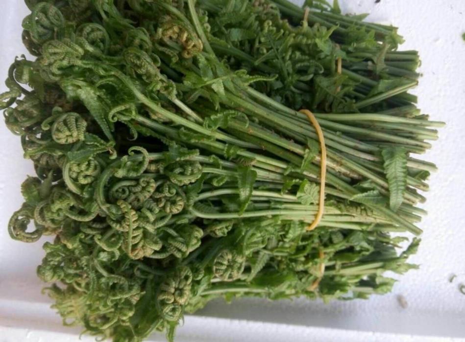 牛皮菜,又叫厚皮菜,潮汕地区又叫"厚合菜",正名为恭菜或莙达菜,为藜科