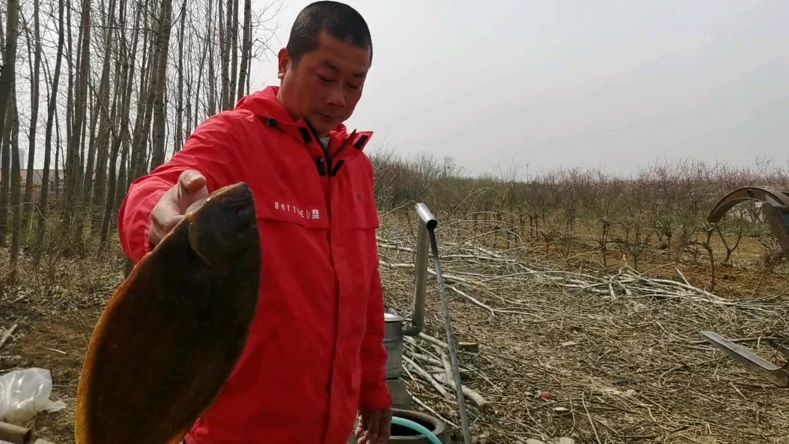 好奇怪!酒鬼炖了条2斤半的“鸦片鱼”没有喝酒,还吃了两碗干饭