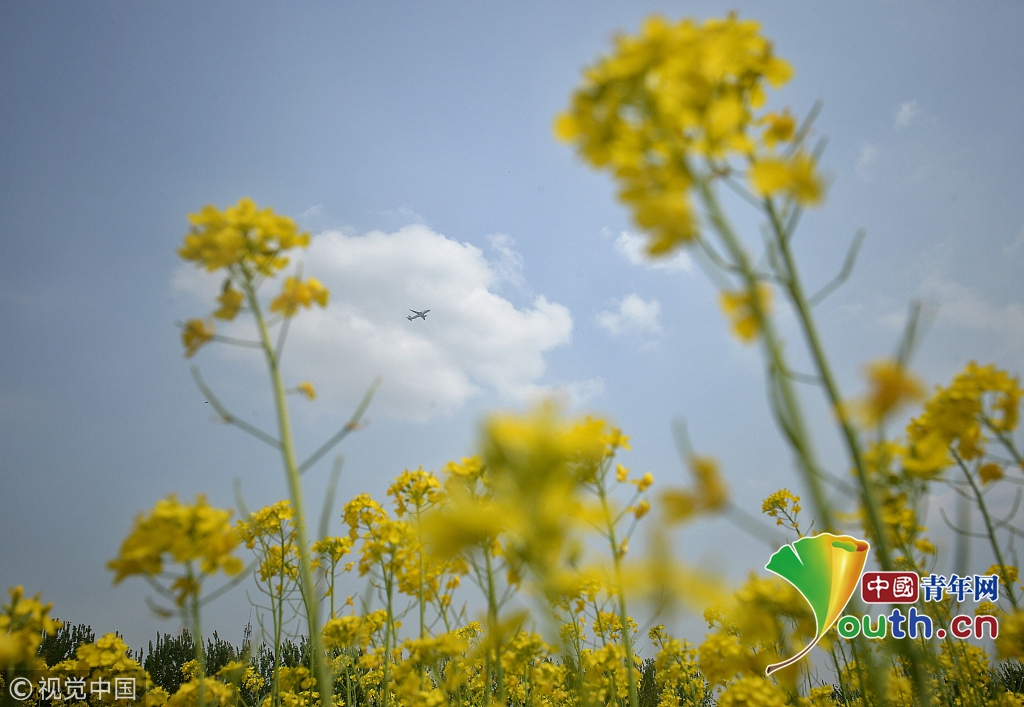 北京:顺义油菜花海美如画 吸引大批市民观赏