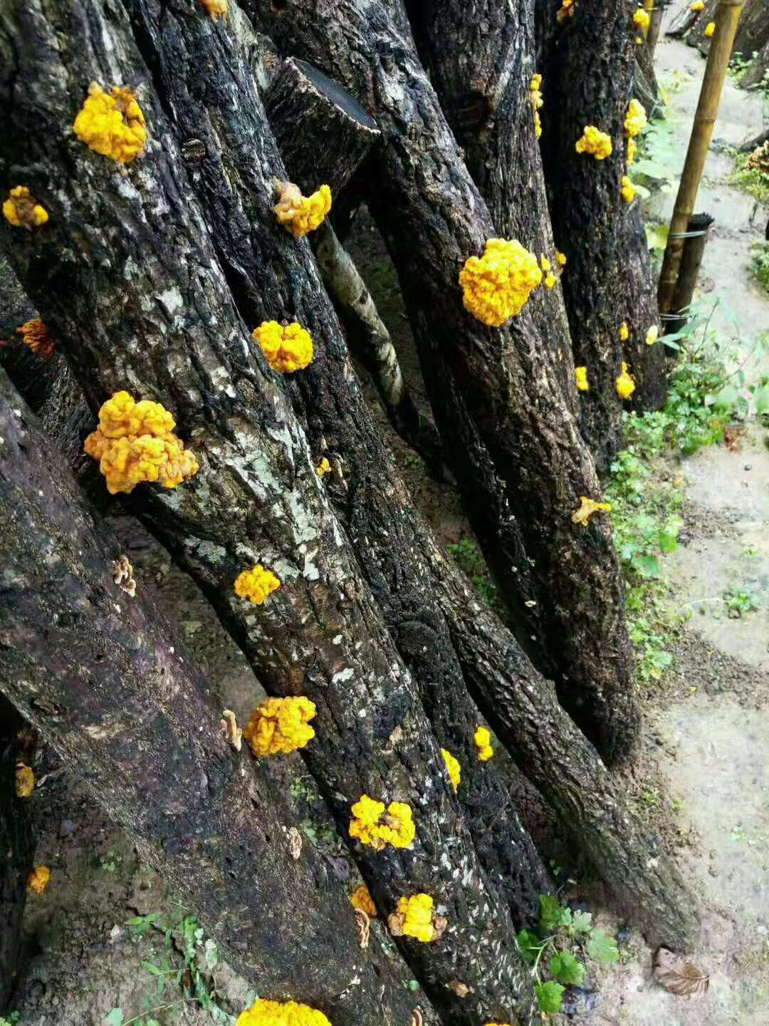 山货,金木耳,你们见过吗?