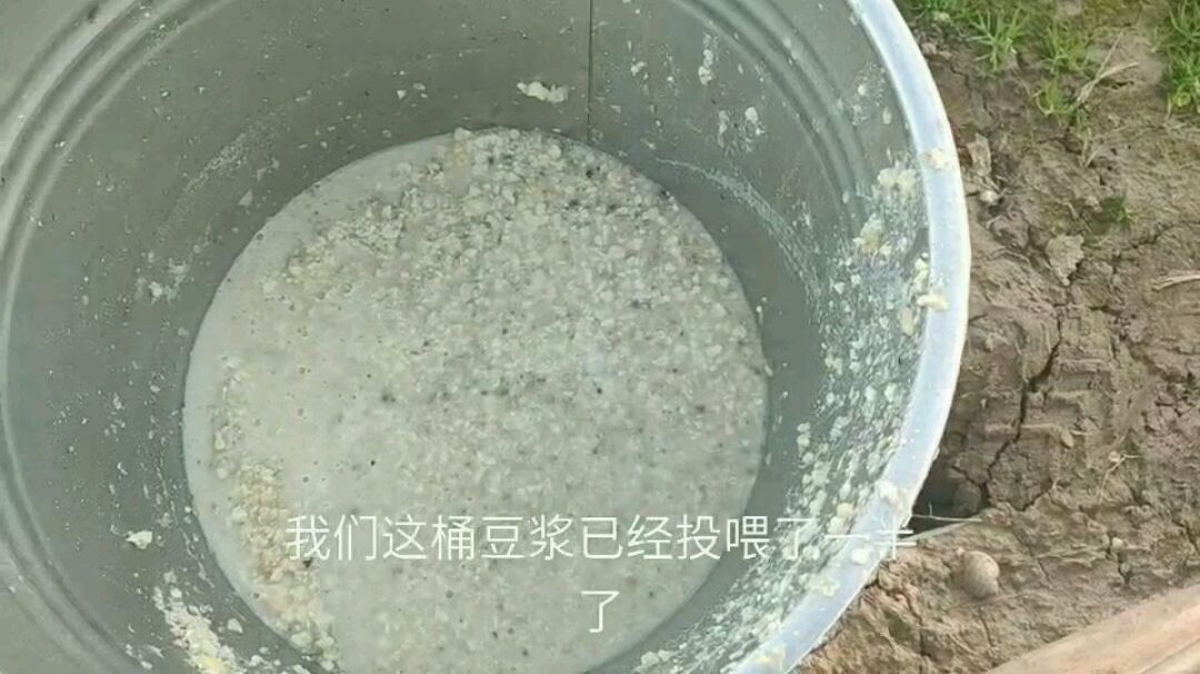 用黄豆磨成粉喂小龙虾幼苗,喂养的好处和方法