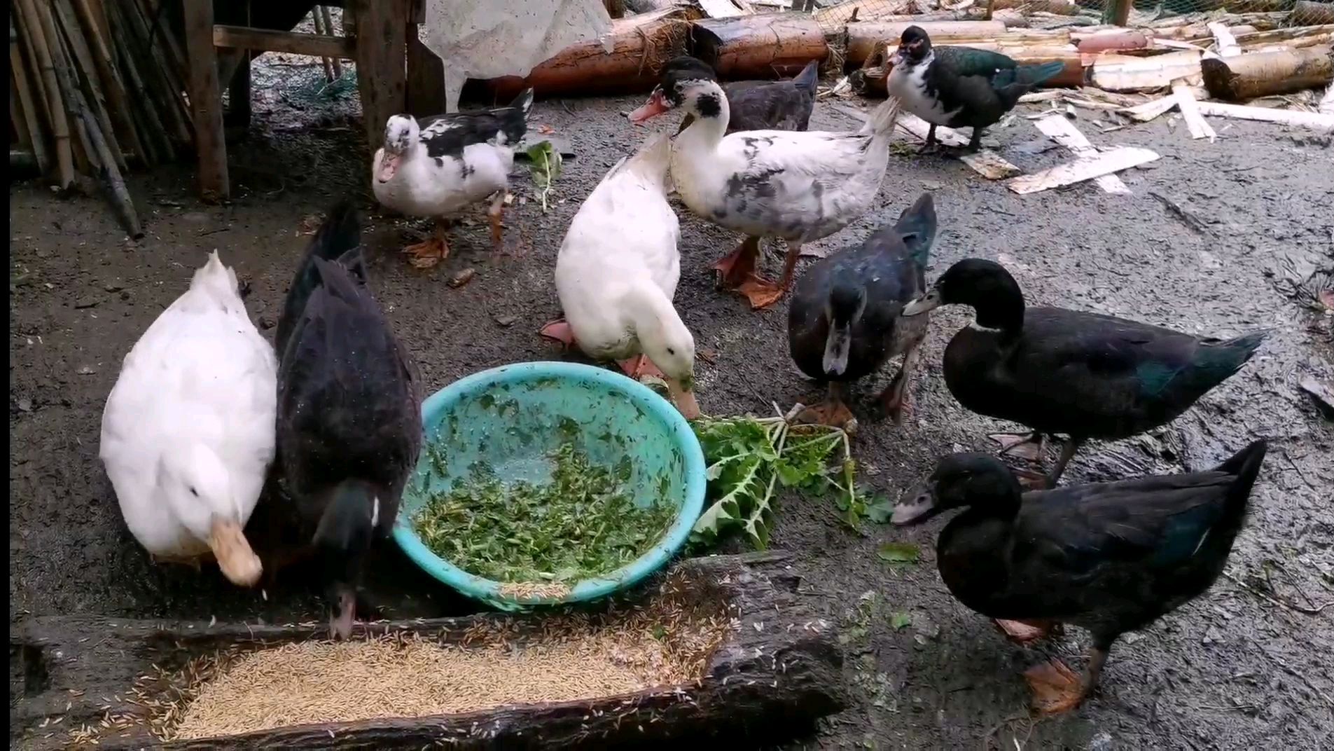 农村人自己养的鸭子,喂新鲜谷子和蔬菜,鸭子味道一定不错
